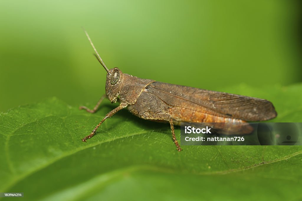 Heuschrecke in der Wildnis. - Lizenzfrei Einzelnes Tier Stock-Foto