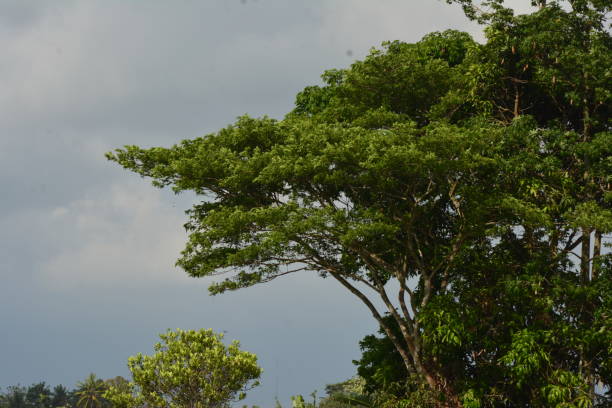 istock photo of tropical tree with clouds background 1839642357