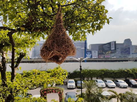 Bangkok, Thialand - february 08, 2017 - Small shrubs with different bird's nests hanging from its branches