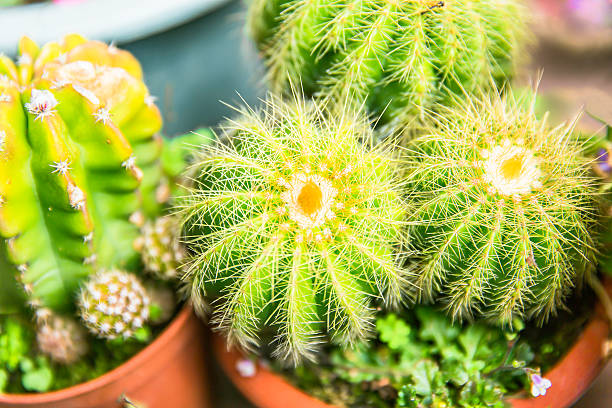 istock cactus plant in flowerpot 183966343
