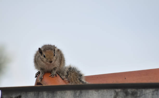 istock A closeup picture of a common squirrel looking at the camera. 1839670056