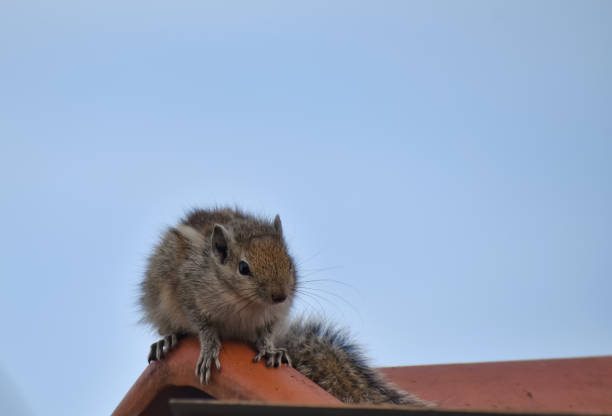 istock A closeup picture of a common squirrel looking at the camera 1839670057