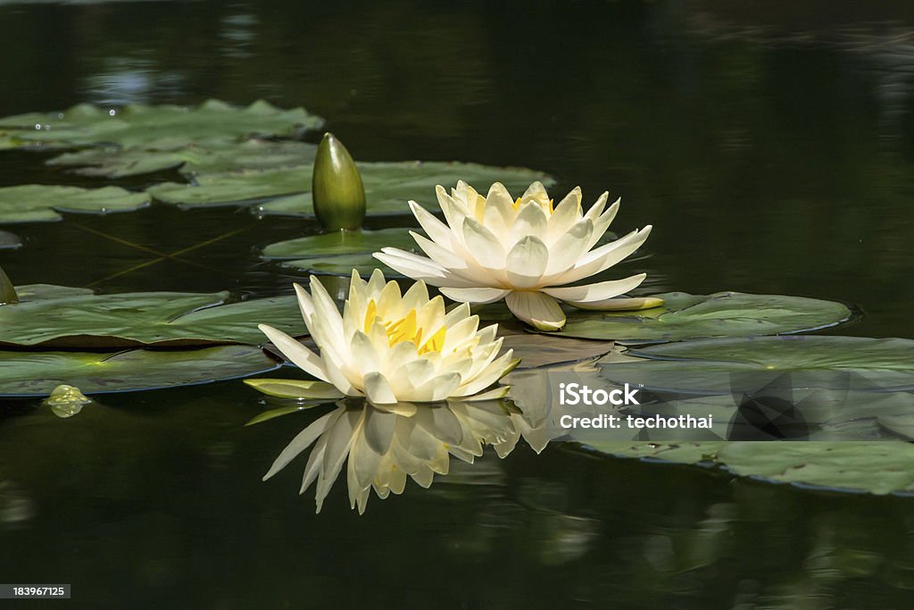 white lotus cerezos en flor - Foto de stock de Amarillo - Color libre de derechos