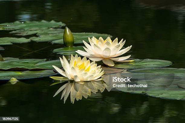 White Lotus Cerezos En Flor Foto de stock y más banco de imágenes de Amarillo - Color - Amarillo - Color, Asia, Belleza de la naturaleza