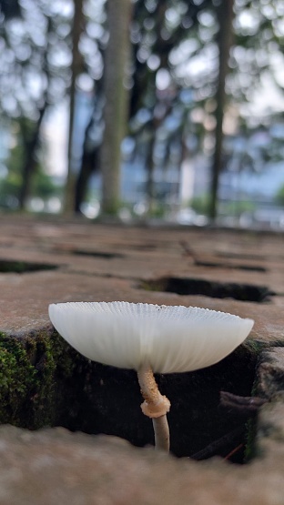 White mushroom grows after rainy