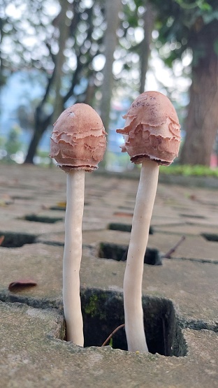 mushrooms growing in the middle of the paving blocks
