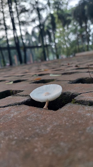 White mushroom grows after rainy