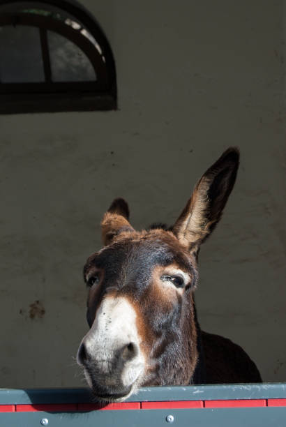 istock Smiling donkey looking out of the stable. 1839695394