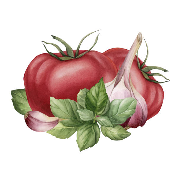 istock Composition of tomato, garlic and Basil leaves. Fresh vegetables. Watercolor illustration hand painted isolated on white 1839696736