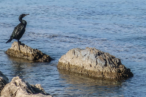 Cormorant Drying on the Rock, Dugi Otok Island, Dalmatia, Croatia