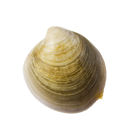 Close-Up Of Shell Clam Against White Background.