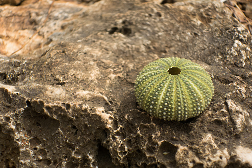Sea Urchin Shell on the Rock