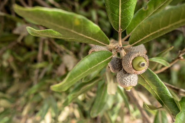 Small Acorns of Holm Oak (Quercus Ilex)