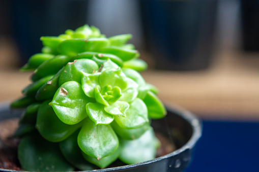 Isolated photo of a succulent with a pot on black