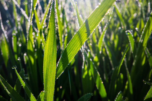 Closeup of lush uncut green grass with drops of dew in soft morning light. Beautiful natural rural landscape for nature-themed design and projects.