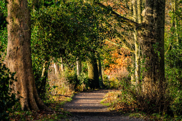walking footpath autumn fall nature outdoors landscape environment beautiful
