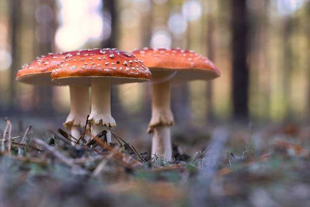 istock Toadstool, blurry and dreamy, in the grass in the forest. Poisonous mushroom 1839732912