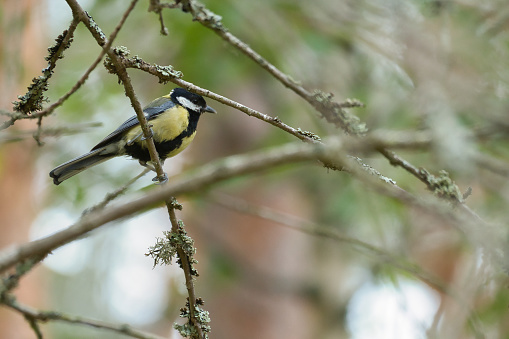 Great tit sitting in tree on a branch. Wild animal foraging for food. Animal shot of a bird from nature
