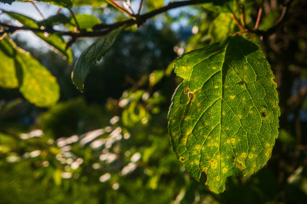 istock A beautiful fresh green leaf close-up highlighted by the sun. Detailed texture and expressive structure. Natural ecology background with copy space 1839746424