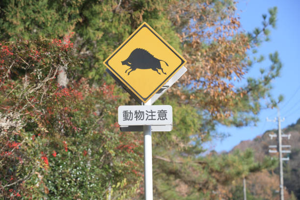 Animal caution road sign with a wild boar on it