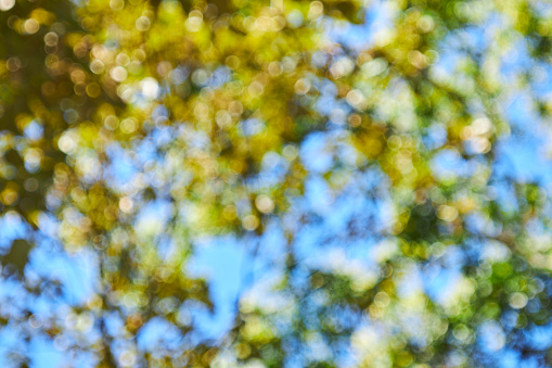 Abstract blurred green leaves of tree at forest. Park outdoor landscape Bokeh defocused background for good environment concept, design, Christmas and holiday template, banner.