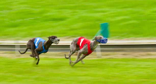 istock 2 fast and furious dog 1839764486