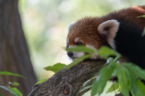 Red panda spending time on a tree
