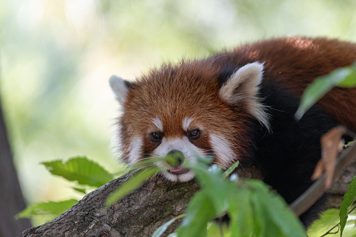 Red panda spending time on a tree