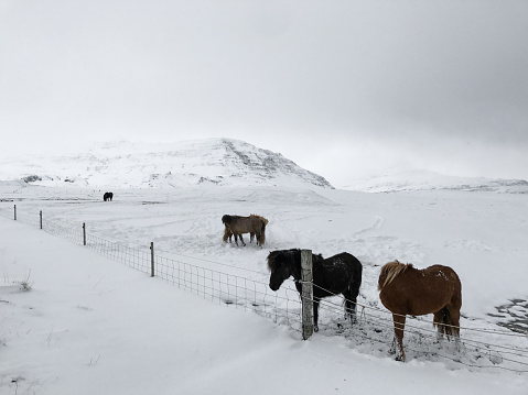 wild horses in iceland