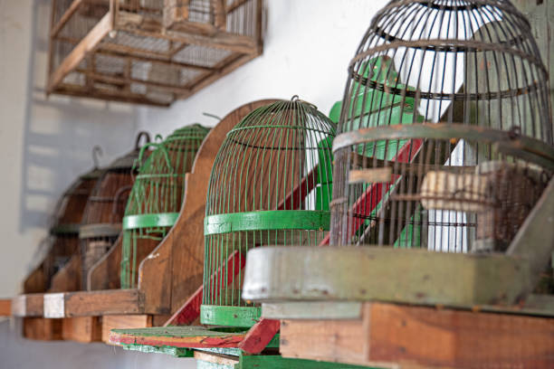 istock Old bird cage, partridge, bird with localized focus 1839786018