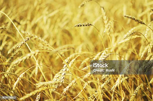 Weizen Field Stockfoto und mehr Bilder von Agrarbetrieb - Agrarbetrieb, Ausgedörrt, Bildhintergrund