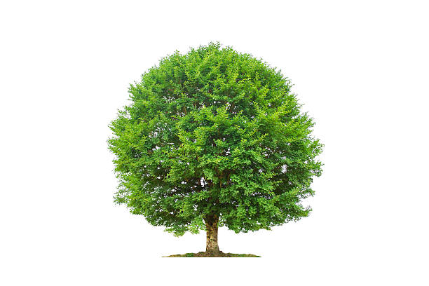 Tree isolated with white background stock photo