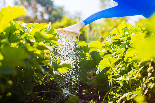 Watering vegetable plants on a plantation in the summer heat with a watering can close-up. Gardening concept. Agriculture plants growing in bed row.