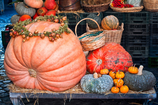 Giant orange-colored pumpkin decorated with pomegranate garland. Display with smaller yellow and green pumpkin varieties for sale at farmers market. Autumn, Fall, Thanksgiving or Halloween theme.