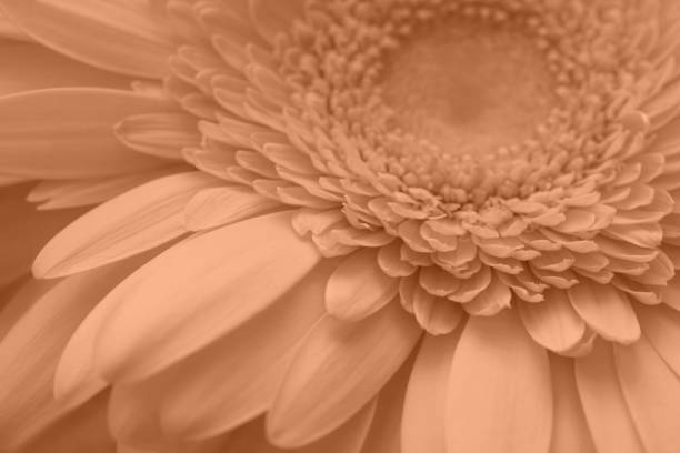 peach color gerbera background, macro. color trend 2024 peach color.