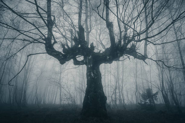 istock Dark side of the forest 1839804065