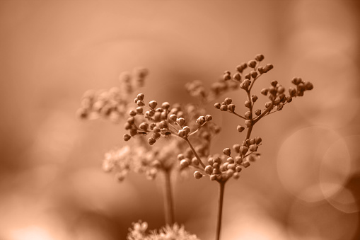 Peach Fuzz background. Color of 2024 year Peach Fuzz. Buds meadowsweet, filipendula, spiraea, ulmaria closeup.