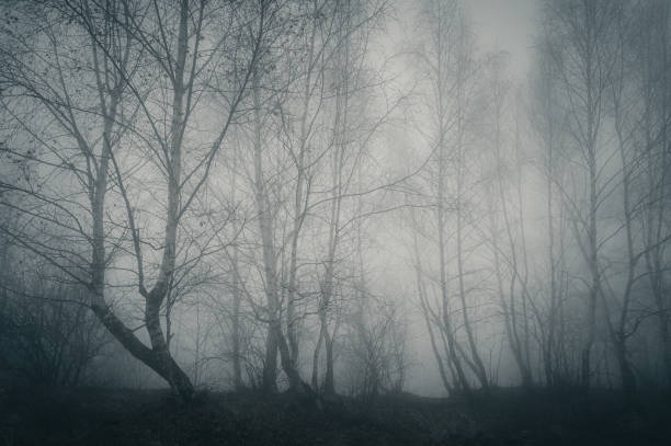 istock Dark side of the forest 1839805655
