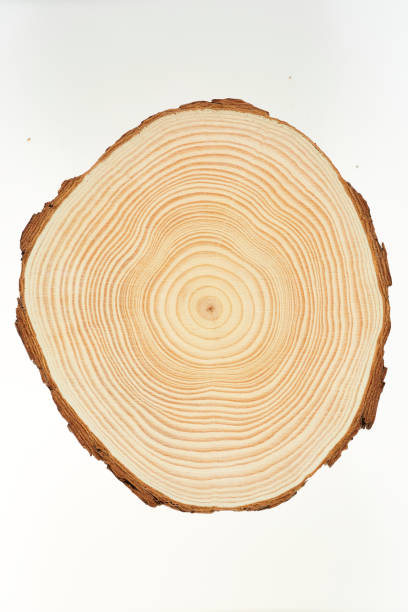 istock Wood slice with Annual Ring Pattern on a white background, circle, round. 1839807128