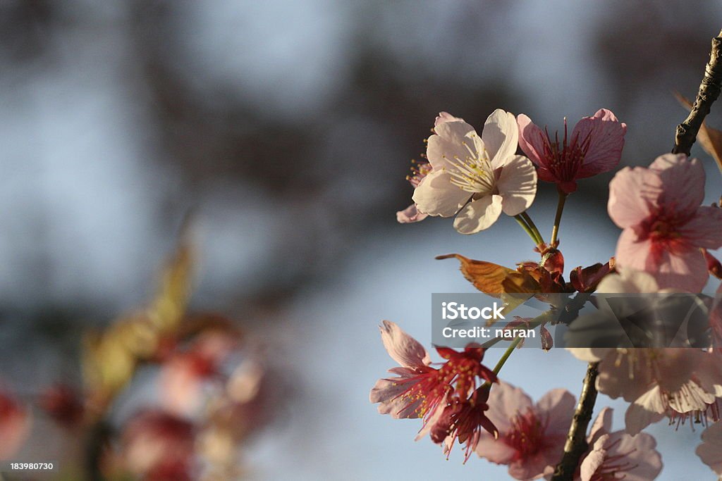 cherry blossom - Lizenzfrei Anfang Stock-Foto