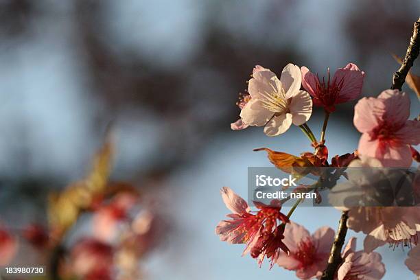 Cherry Blossom Stockfoto und mehr Bilder von Anfang - Anfang, Asien, Baumblüte