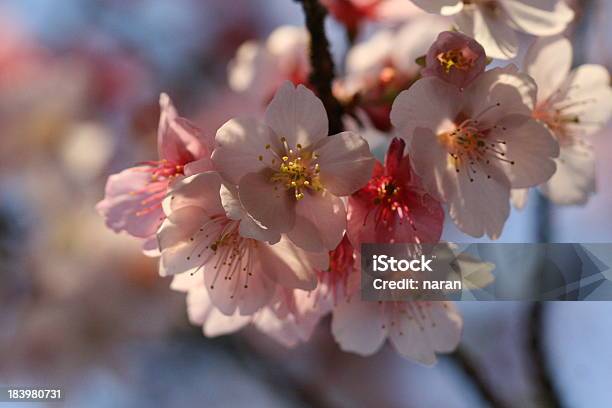 Cherry Blossom Stockfoto und mehr Bilder von Anfang - Anfang, Asien, Baumblüte