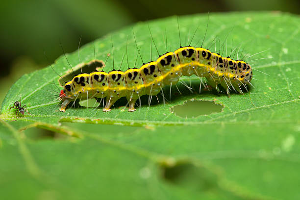 istock Nature of the worm in Thailand 183980977
