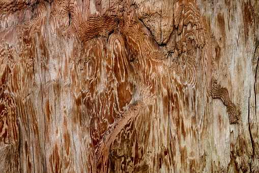 The wood is red and brown color with layers and lines like a rose petal. High angle view of a flat textured wooden board backgrounds. It has a beautiful nature and abstractive pattern. A close-up studio shooting shows details and lots of wood grain on the wood table. The piece of wood at the surface of the table also appears rich wooden material on it, shows elegant and soft textured. Flat lay style. Its high-resolution textured quality.