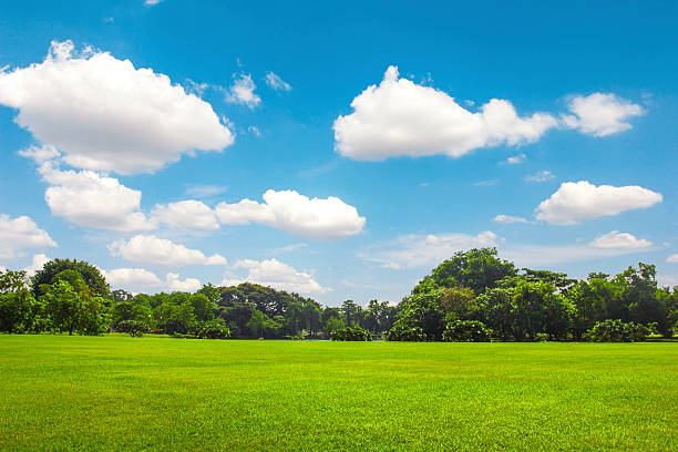 istock Green park outdoor with blue sky cloud 183981183