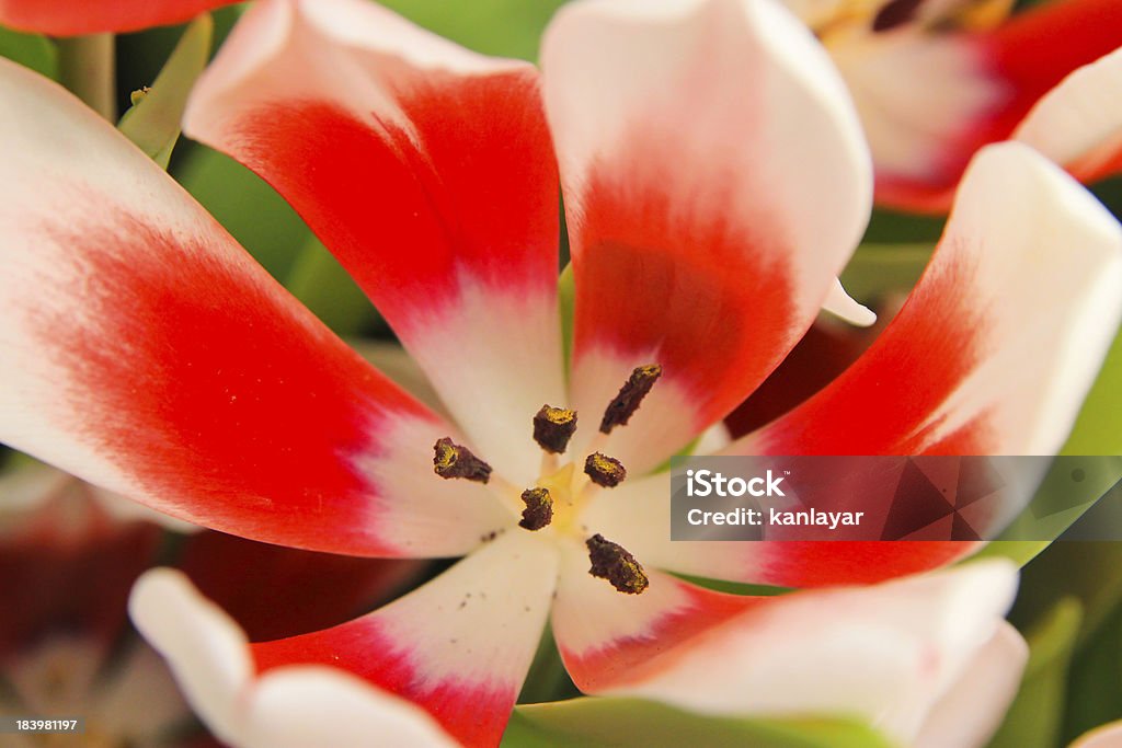 tulip Red and white tulips. Agricultural Field Stock Photo