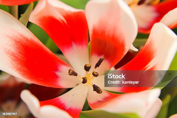 Tulip Stock Photo - Download Image Now - Agricultural Field, Anniversary, Backgrounds