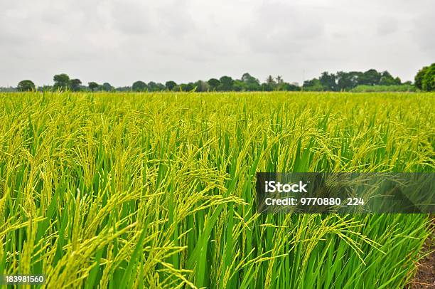 Paddy Riso Crescita Tailandia - Fotografie stock e altre immagini di Agricoltura - Agricoltura, Agricoltura biologica, Albero