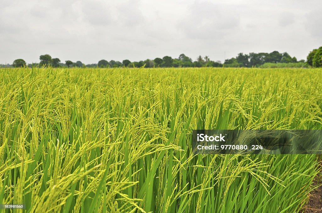 Arroz paddy crescimento, Tailândia - Royalty-free Agricultura Foto de stock