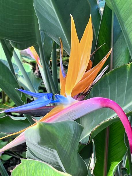 istock colorful flamingo flower 1839817475